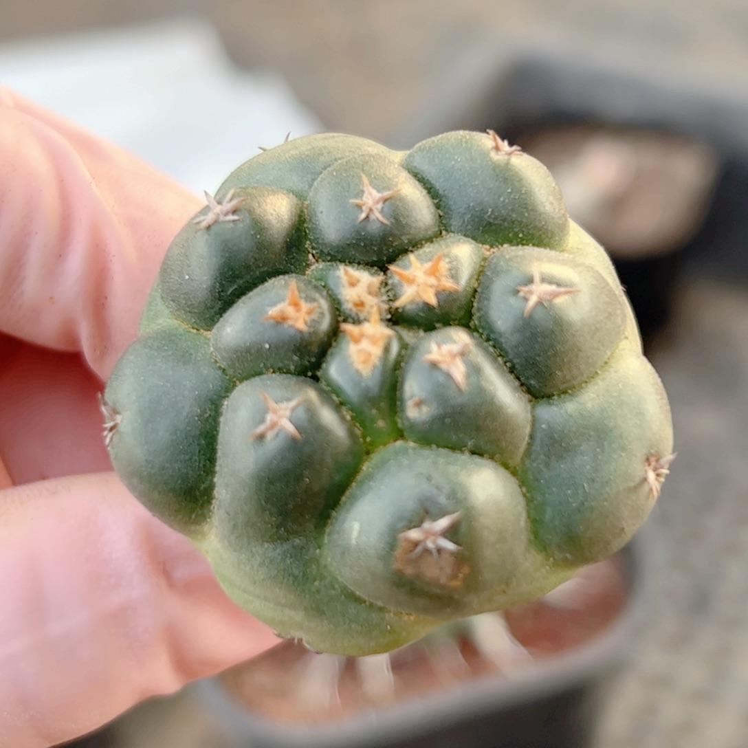 短豪刺象牙 自根仙人球