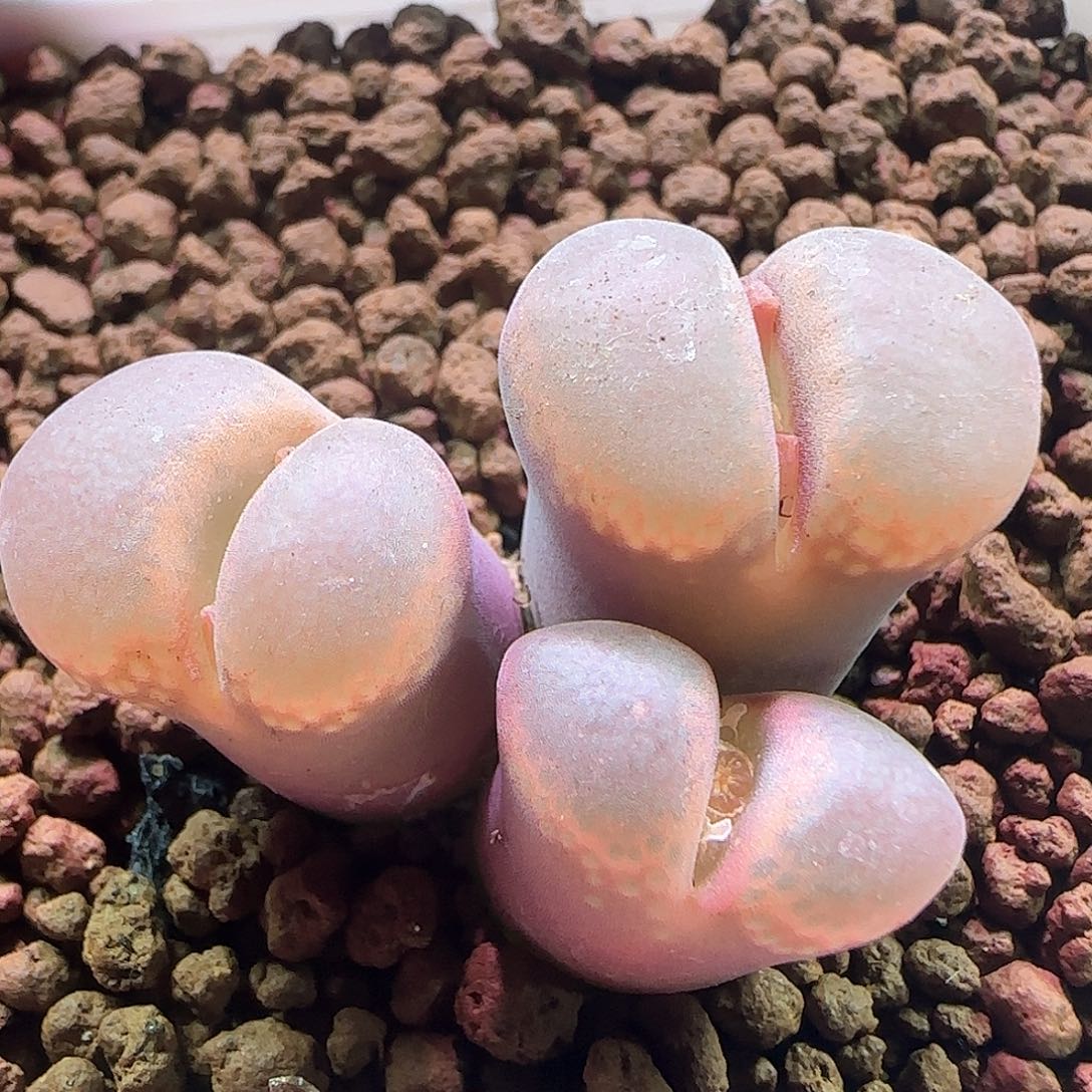 开播福利来啦啊啊616