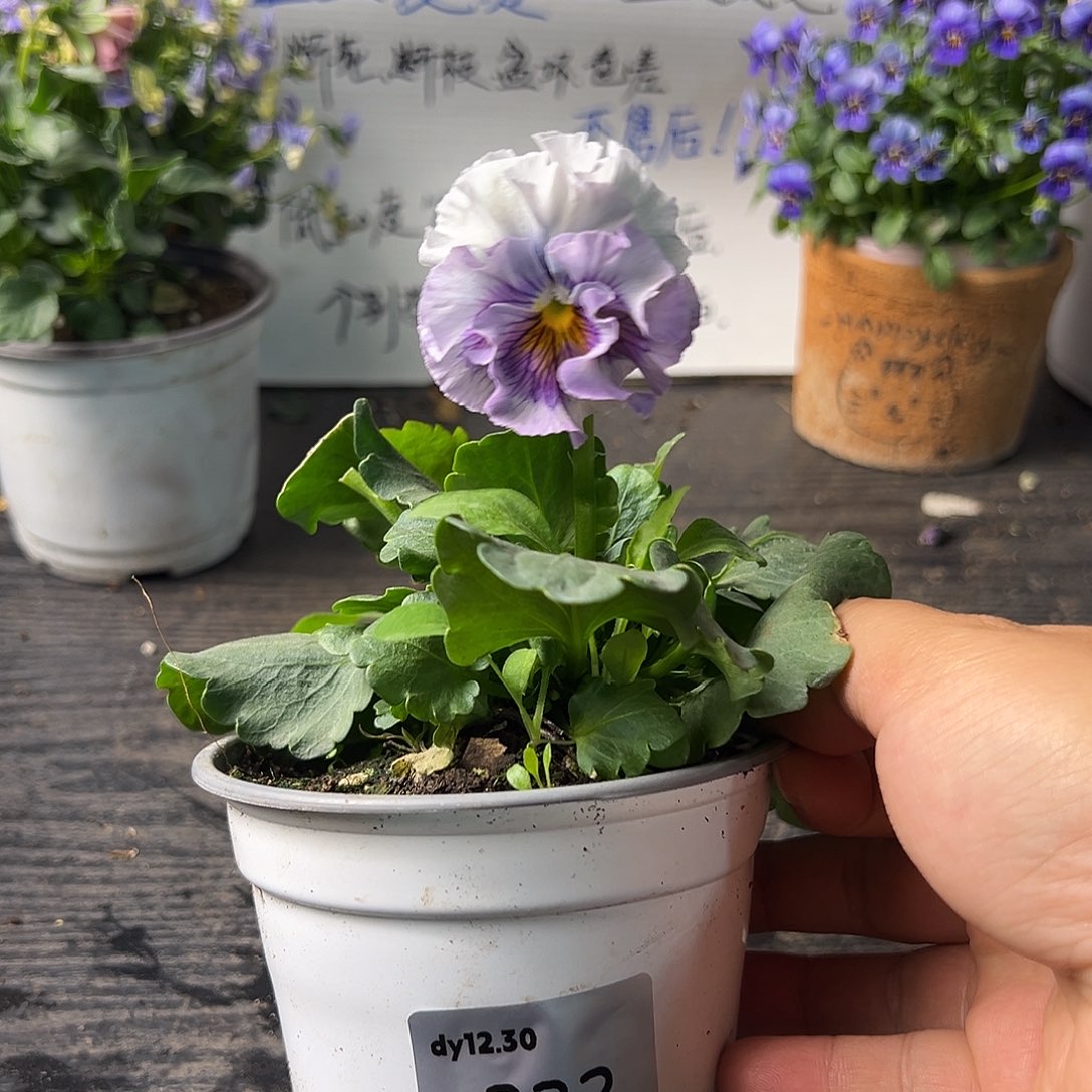 当前无花朵，栽培后可花朵332号