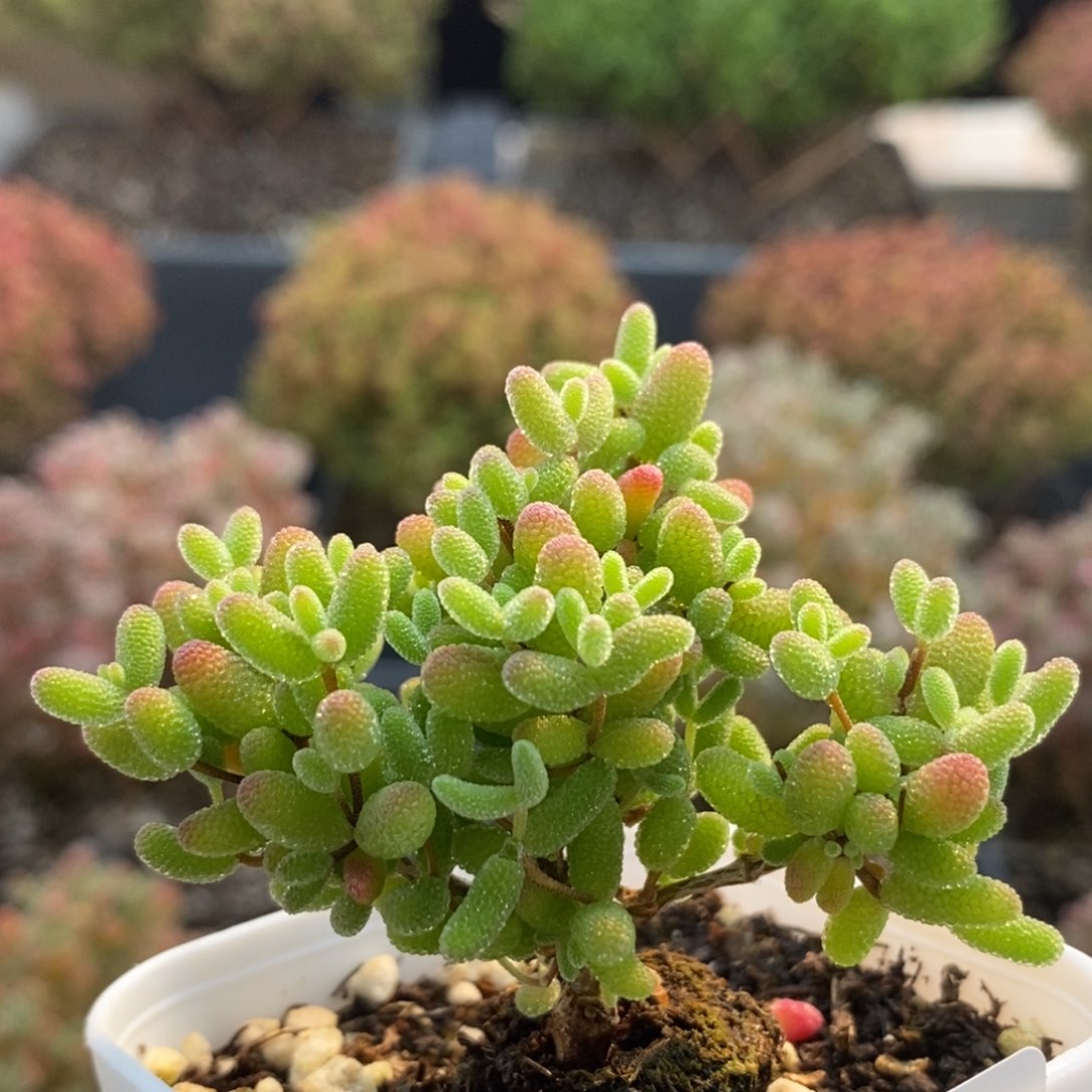 你****蜜橘糖球6818枝干番杏