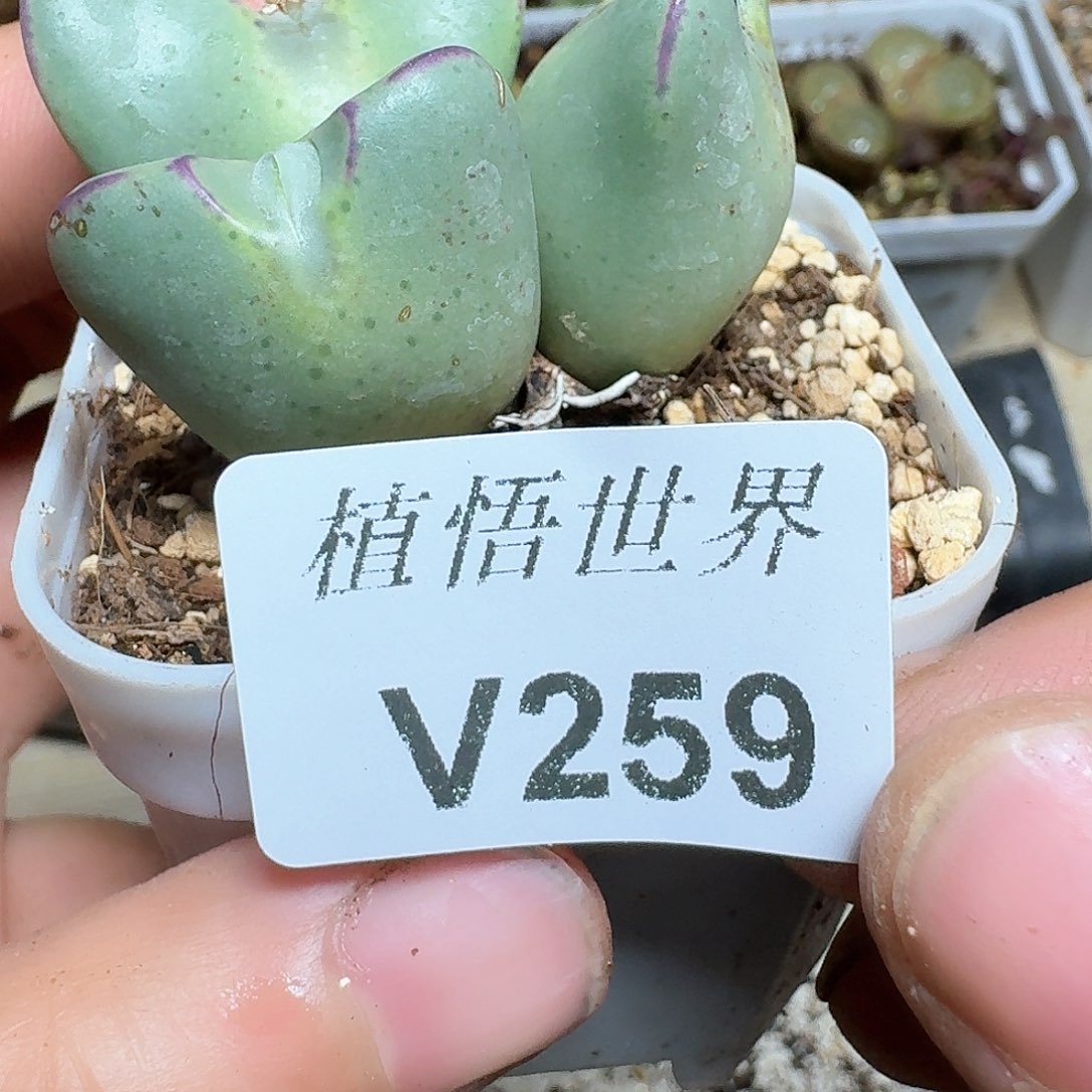259号多肉植物哇v v
