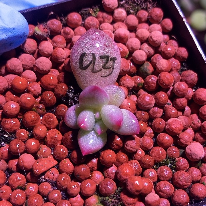 车厘子锦多肉植物