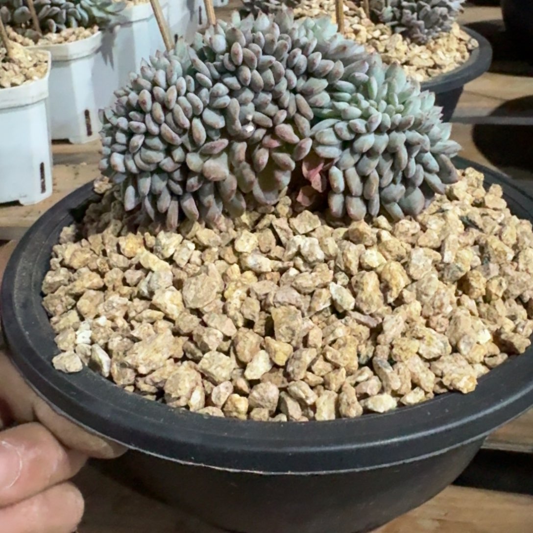 星影树缀无砍多肉