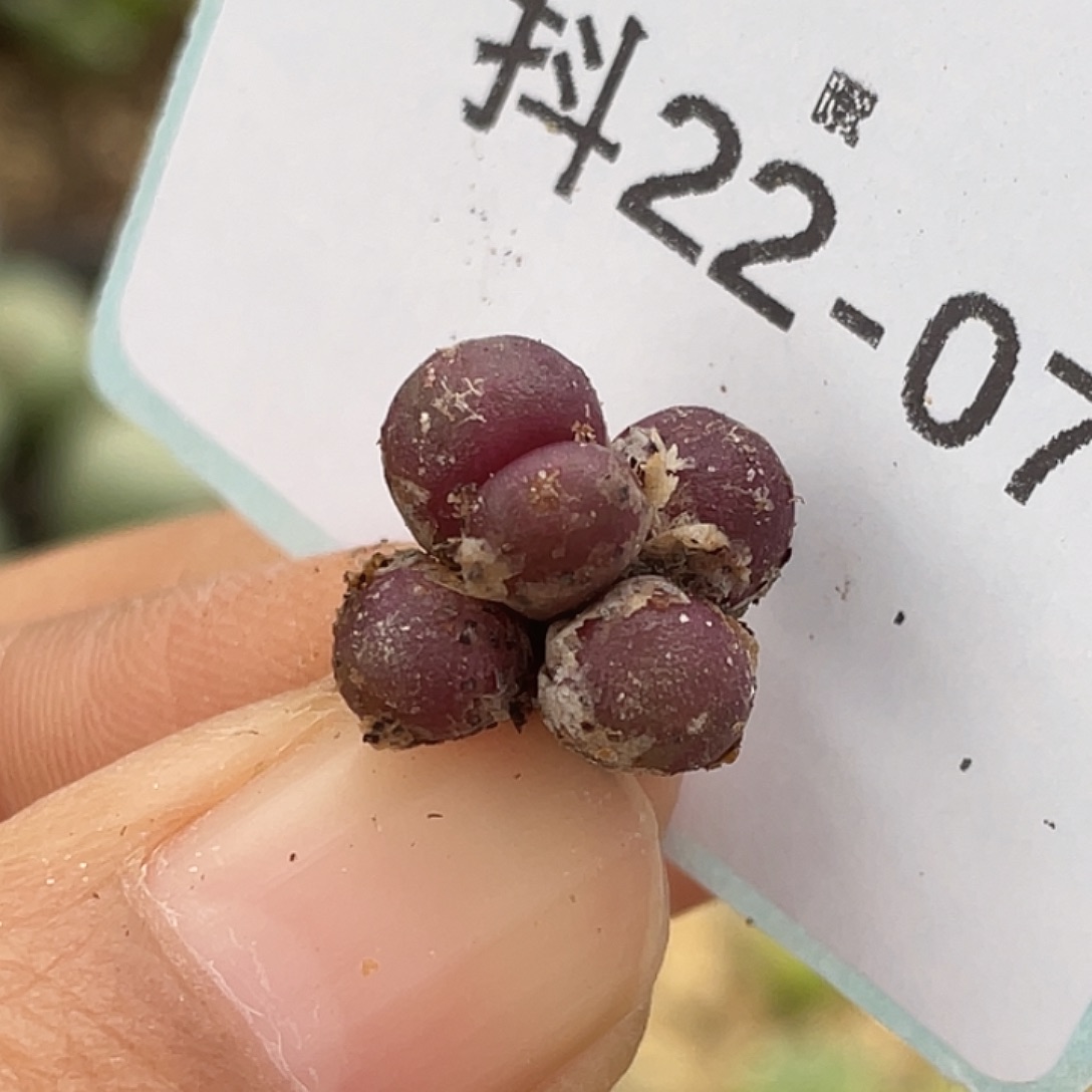22-7紫葡萄多肉植物