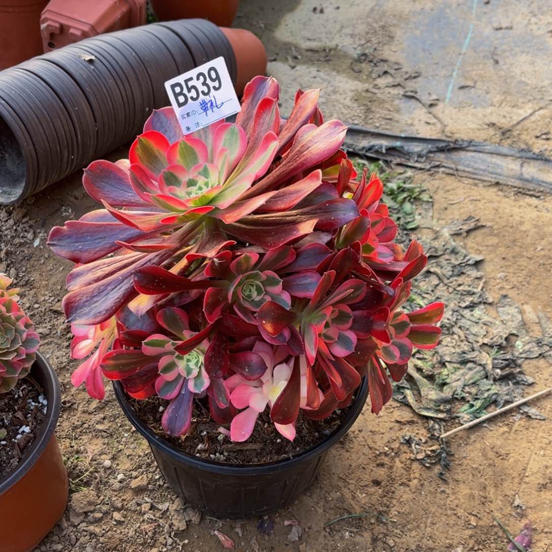 美杜莎多肉53900000