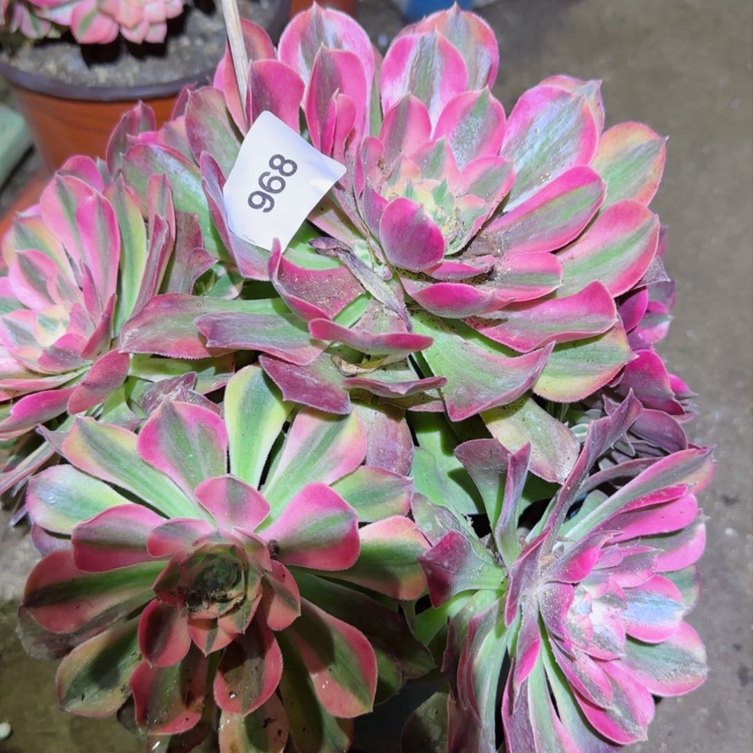 红秀法师多肉968