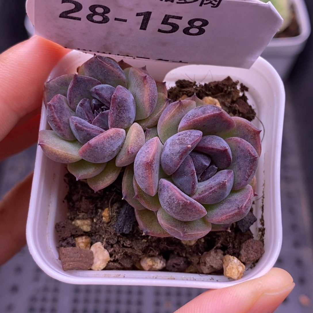 【闪购商品】28-158