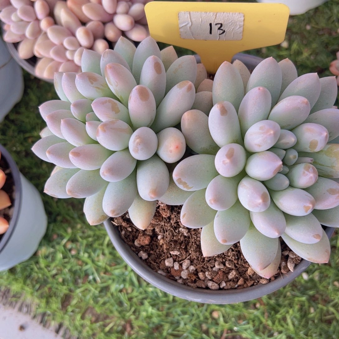 香玉的故事是一个人的故事