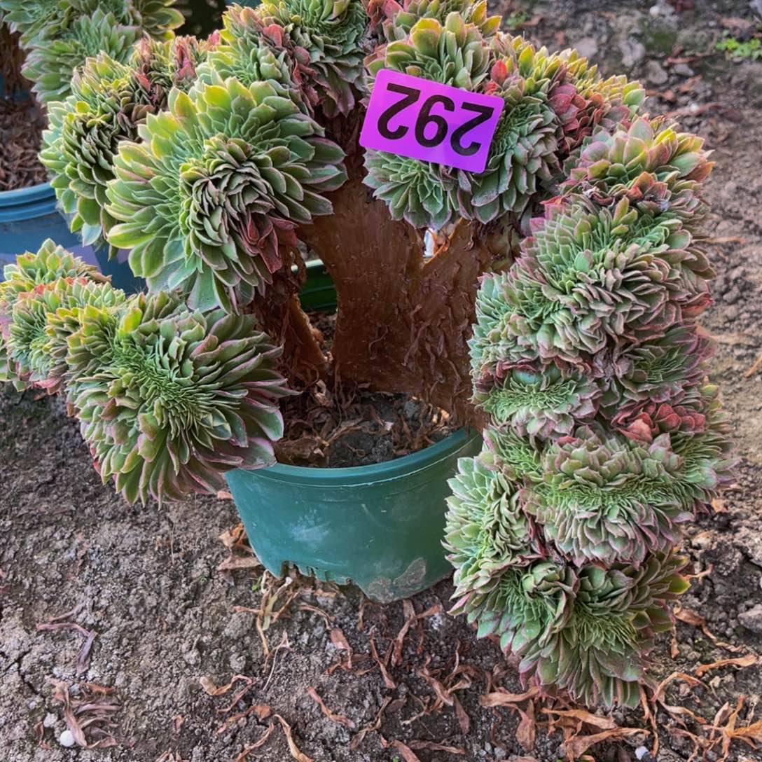 海王法师16//-9包邮