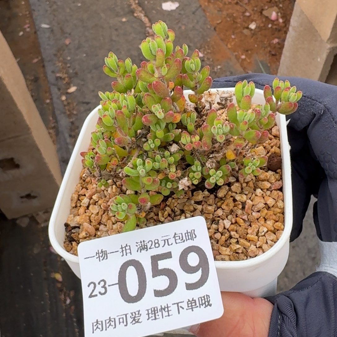 枝干番杏红宝石无盆无