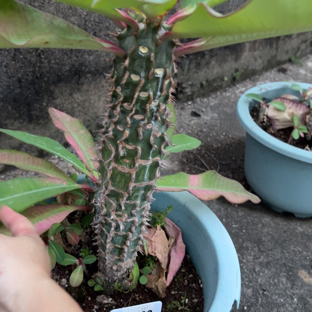 T***林福利喷火龙脱土发