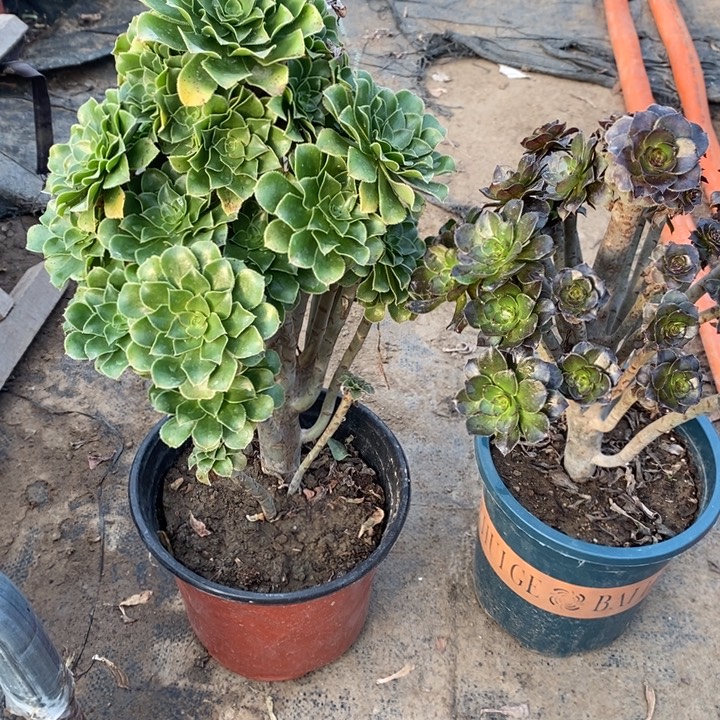 原始绿➕灰豆92多肉植物法师