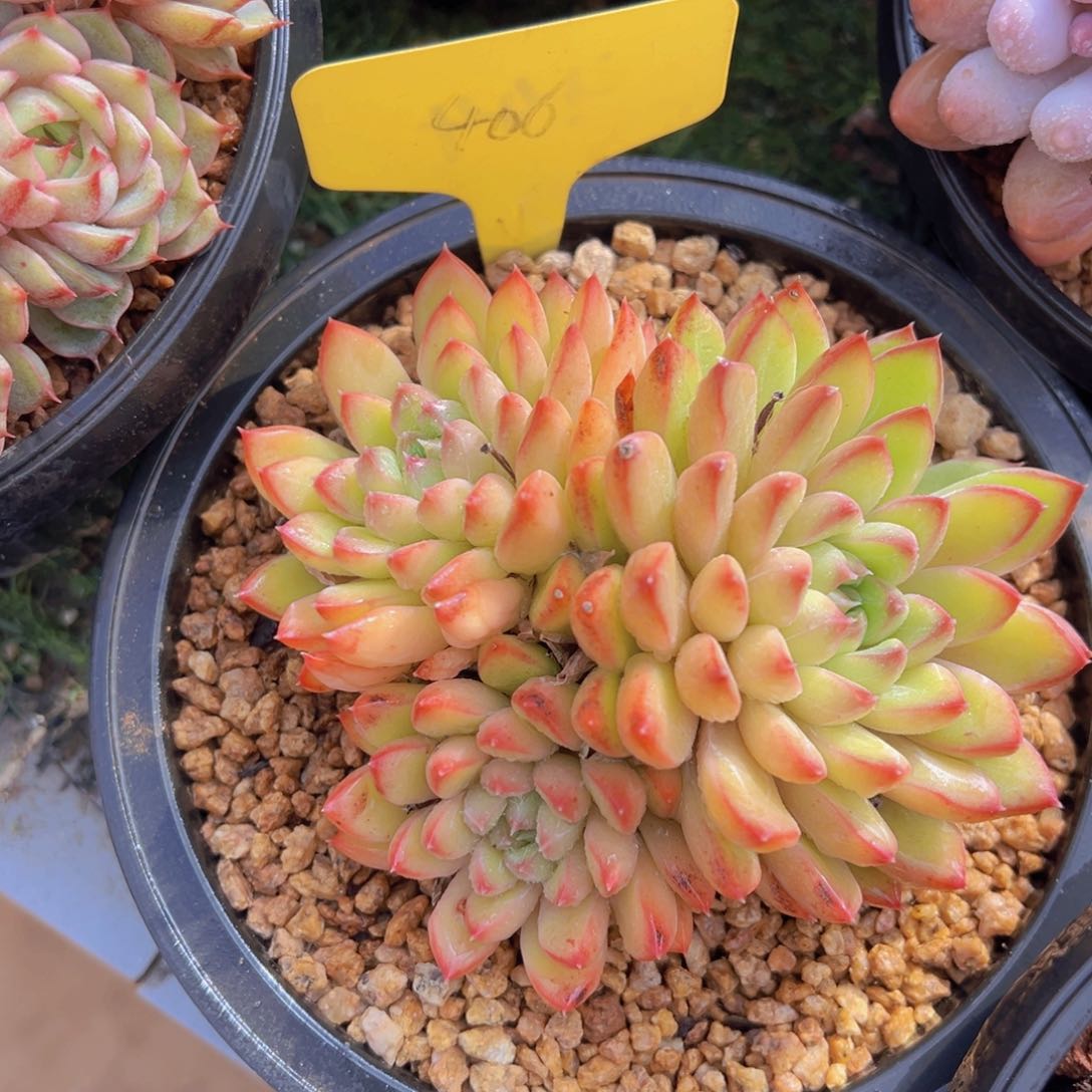 香玉的故事是一个人的