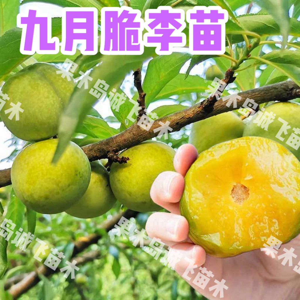 九月脆李子裸根苗 晚熟李子苗 基地直发 现挖保湿发货