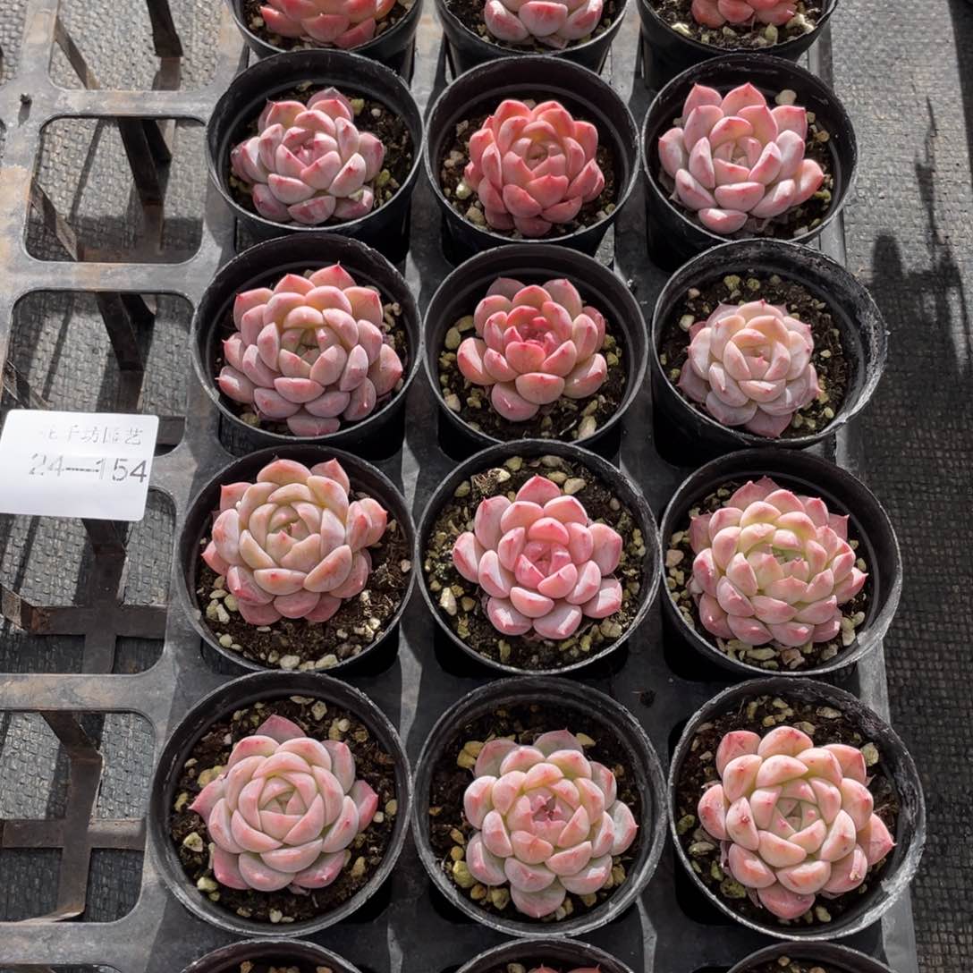 一物一拍18棵24-154