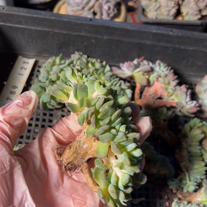 新年快乐 新年快乐