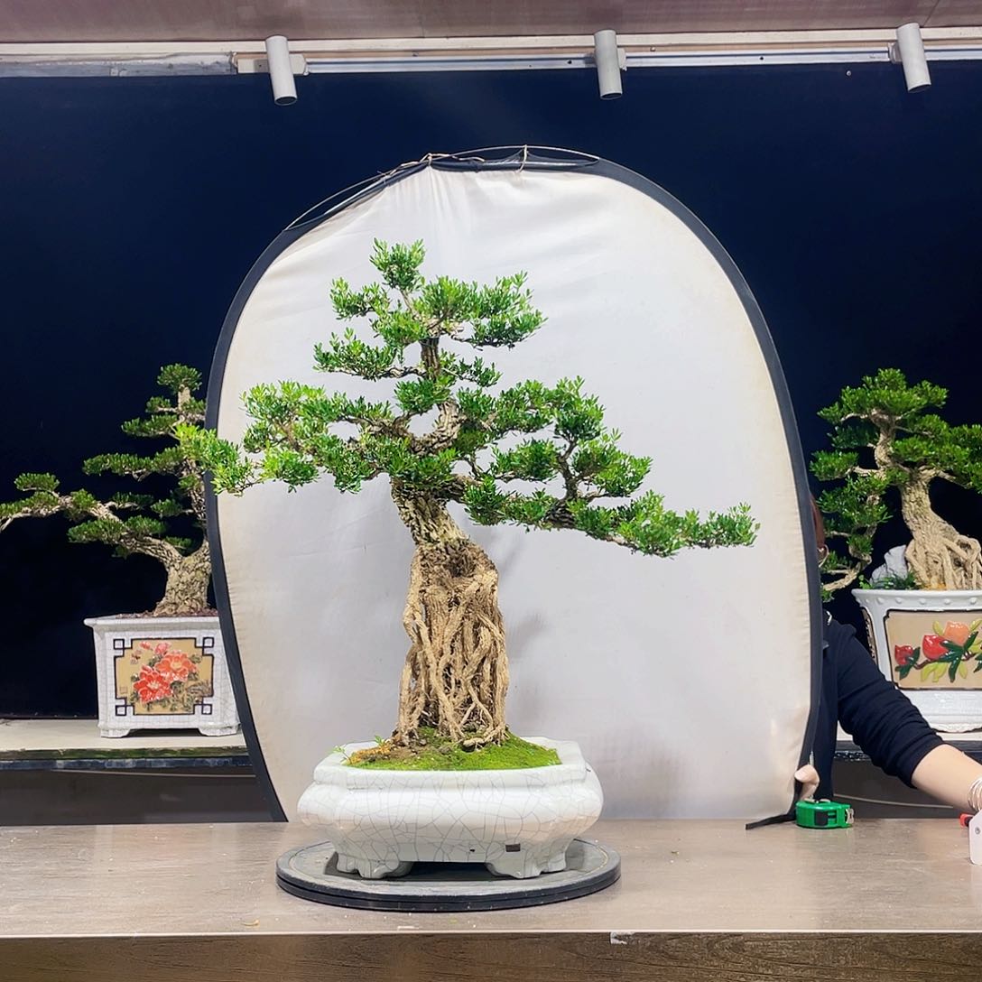 完全开放黄杨盆景四季常青