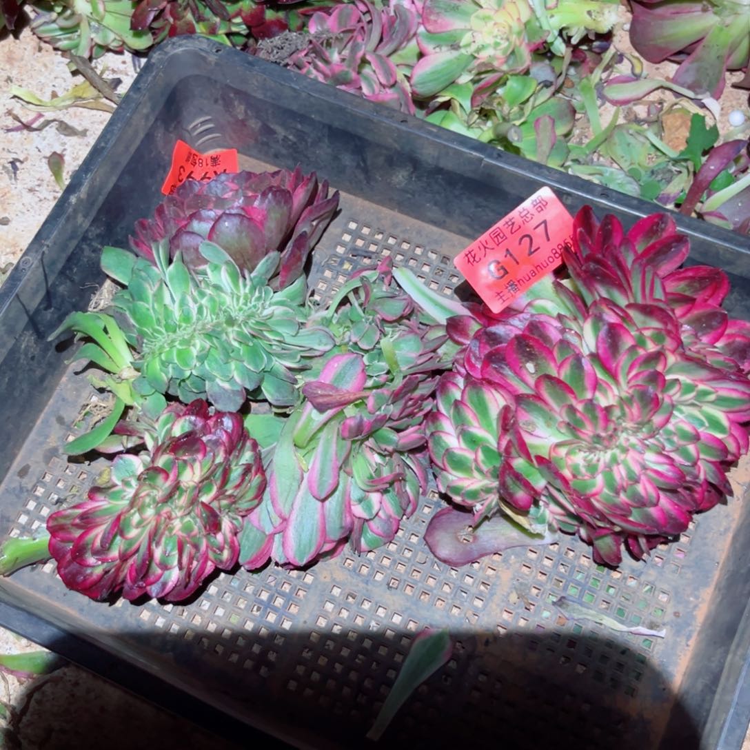组合127多肉植物