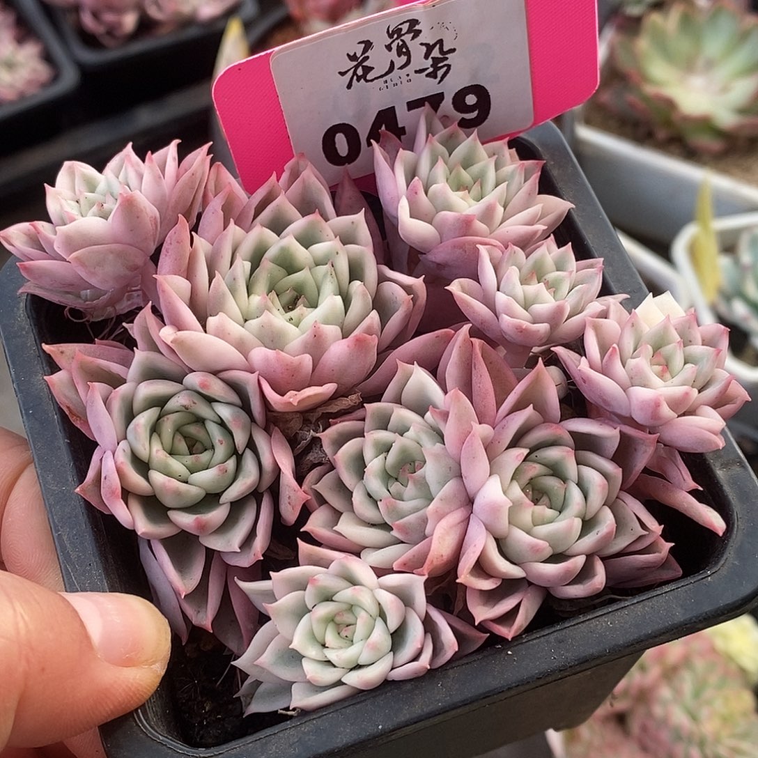 479群生福利哈哈哈哈哈
