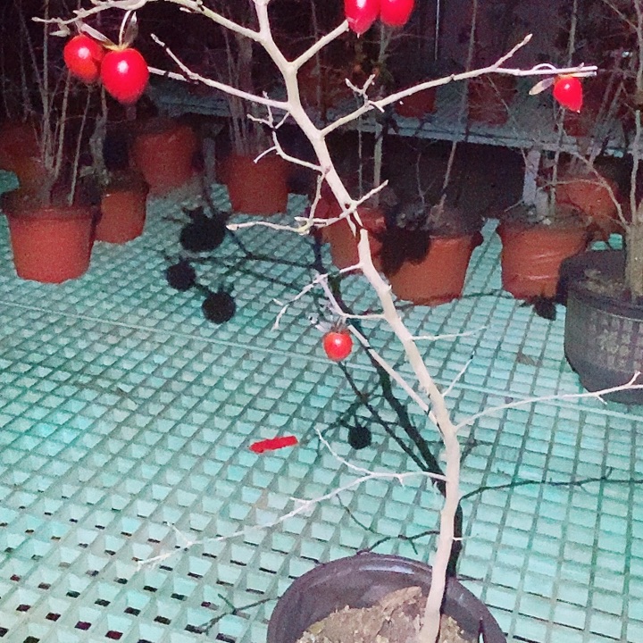 重***9无花朵给哈哈哈哈哈