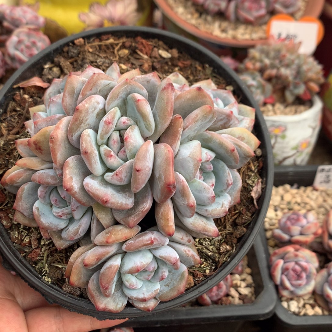 无砍哈哈哈哈哈哈2