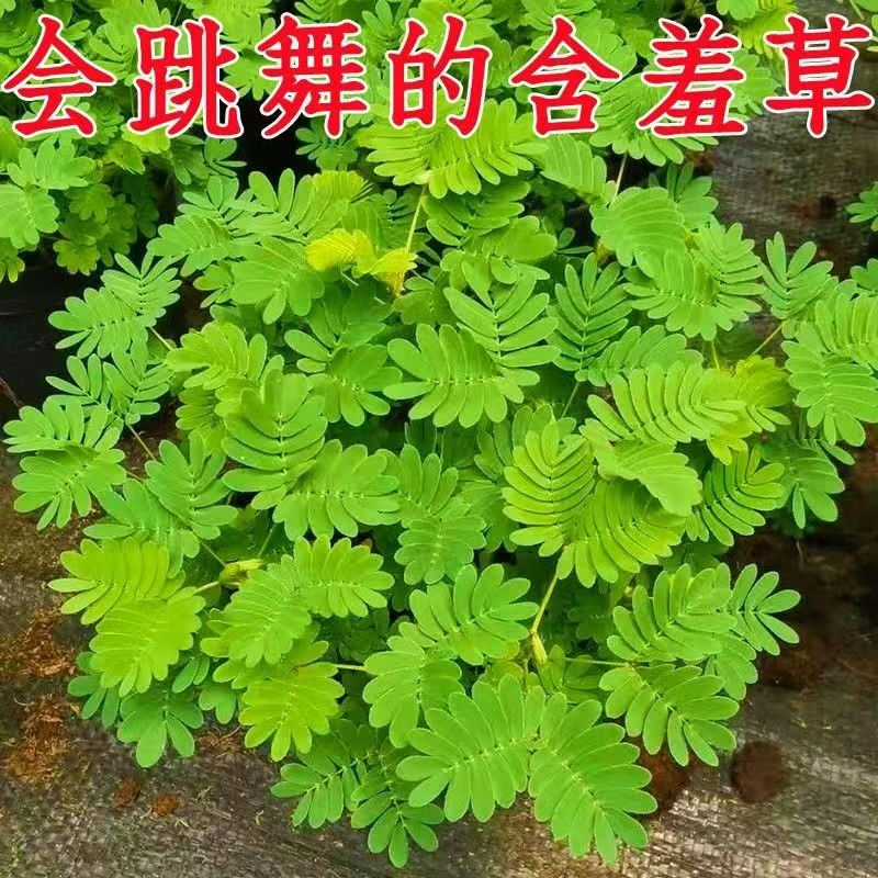 含羞草小盆栽室内绿植迷你害羞草阳台桌上植物幼儿园盆栽花
