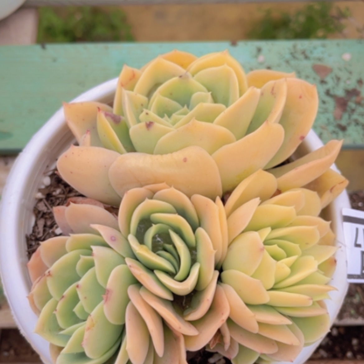 【闪购商品】星纳塔缀04217