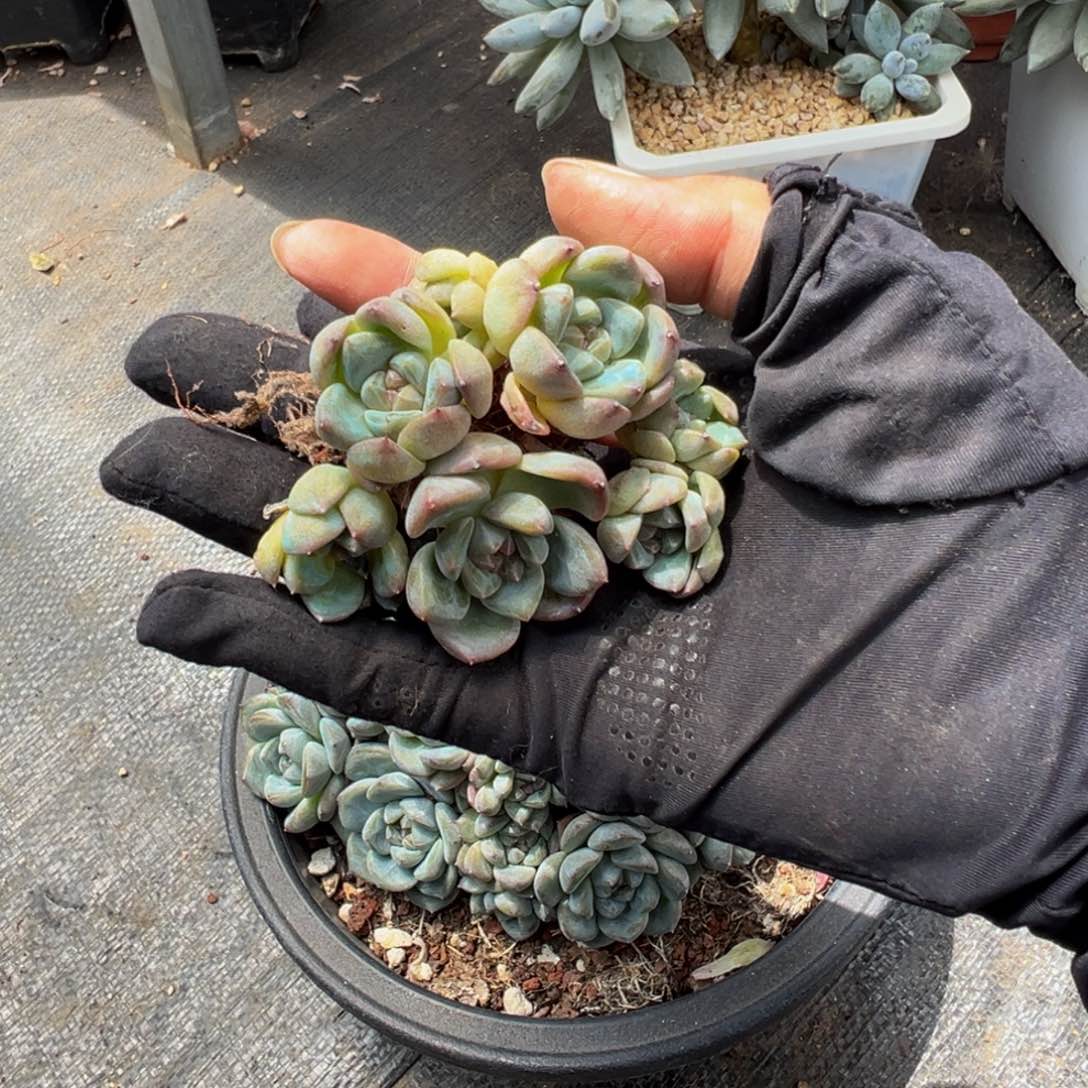 星****?天天开心 厚梦群生