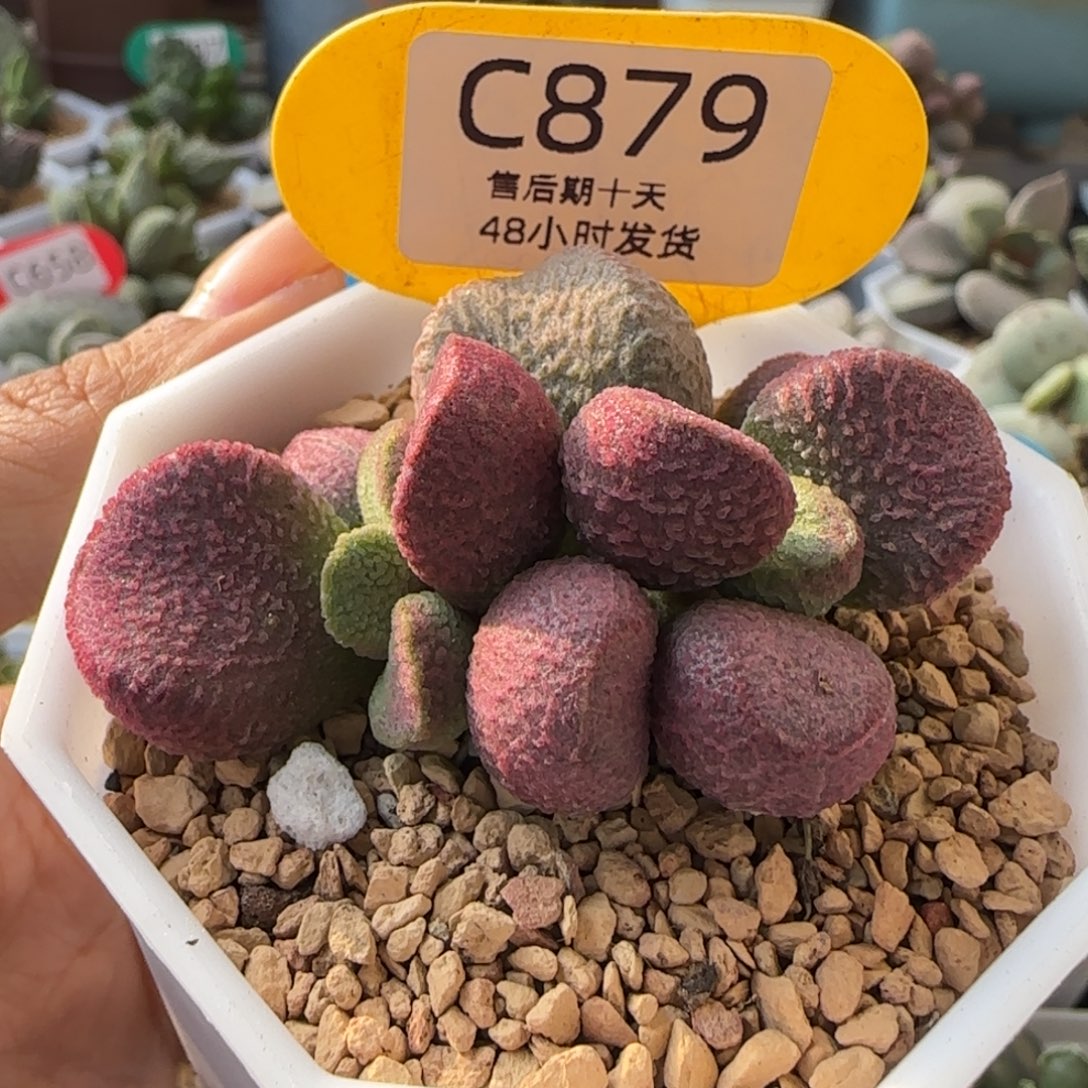 亚当水泡。     879。      