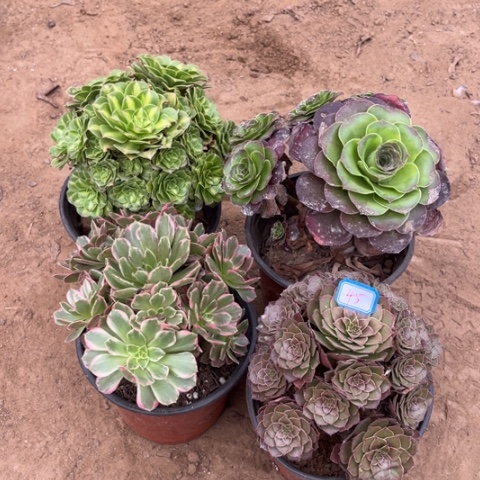 045多肉植物组合，