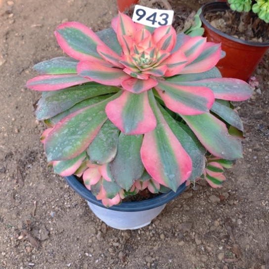 无花朵943多肉植物香妃