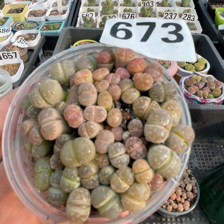 673红橄榄lllllll