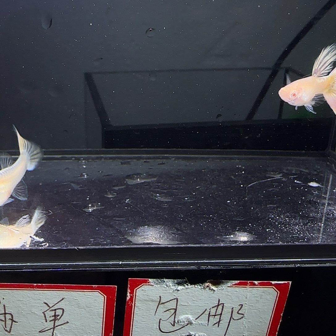 孔雀鱼樱花粉狮一对