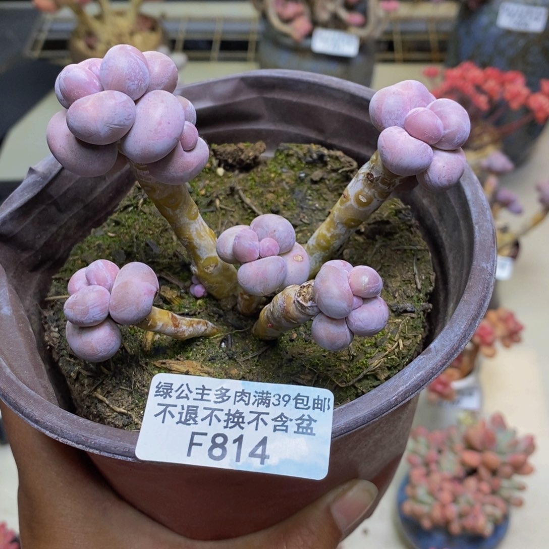 814芭比奶多肉有断枝