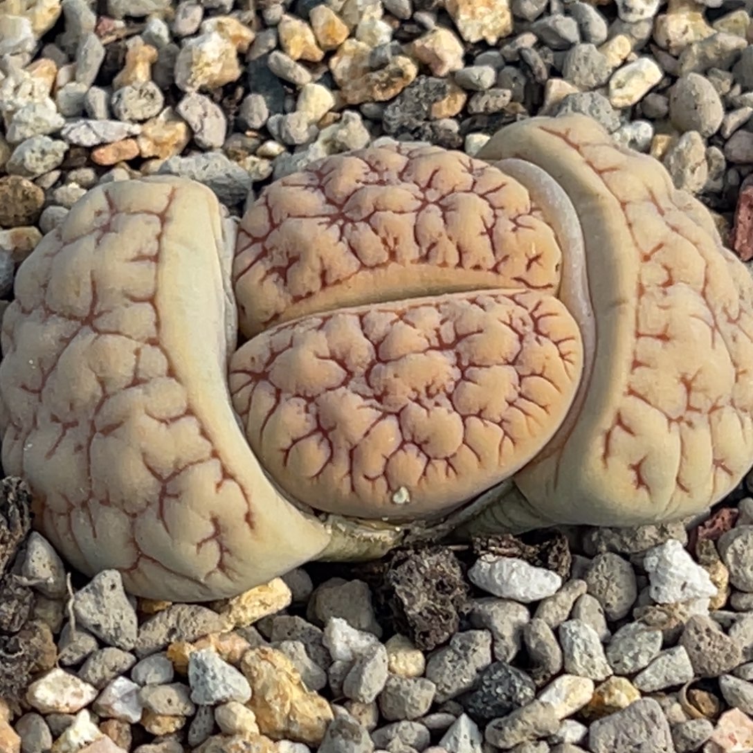 7848红纹脑纹189一颗