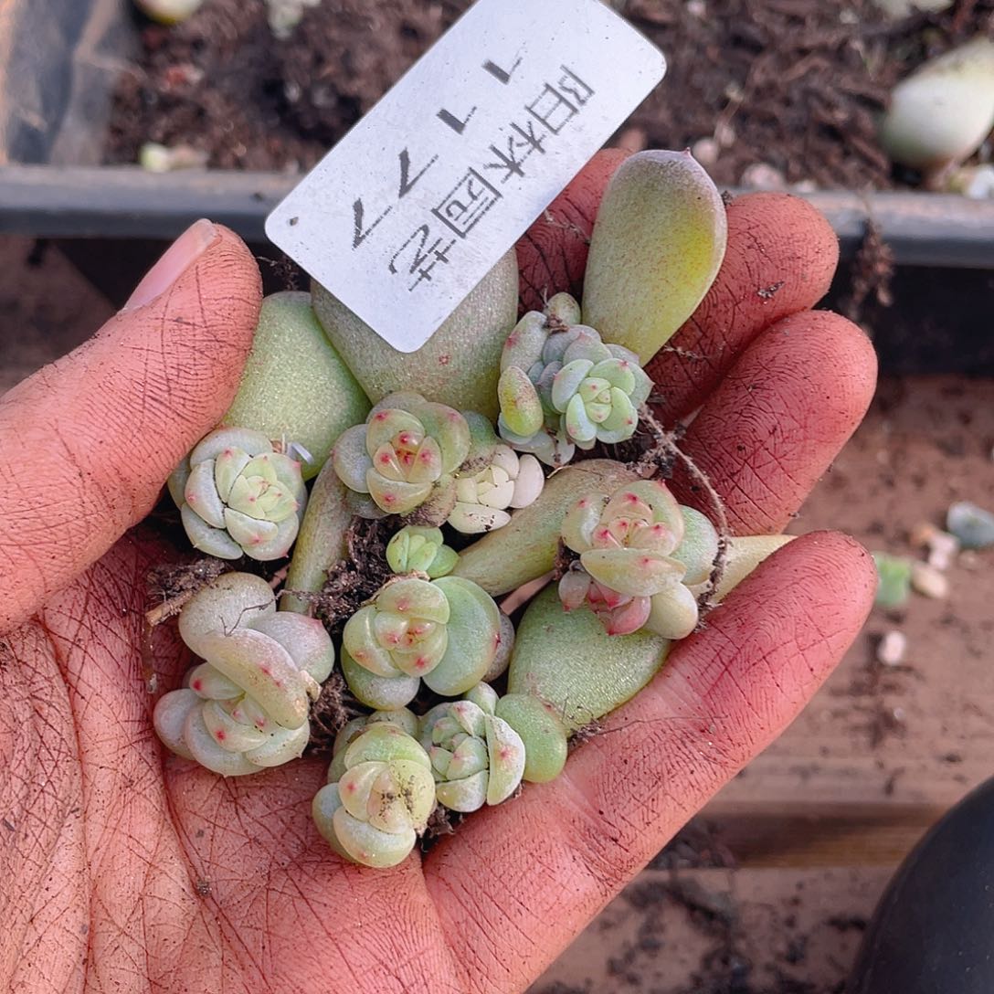 多肉植物多肉植物1177