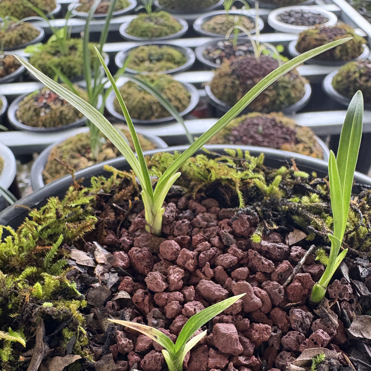 人工种植兰花花卉绿植盆景中药材