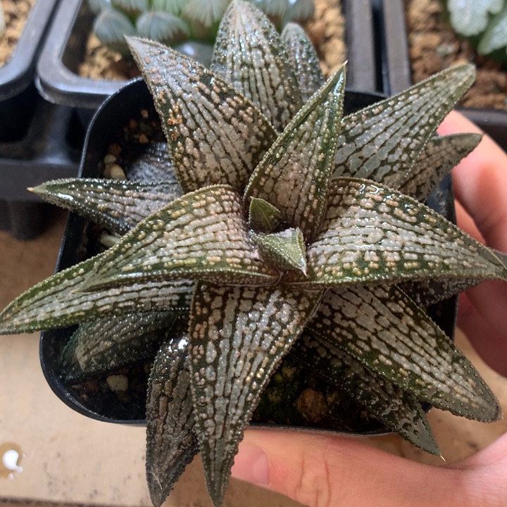 银带桥一物一拍带盆