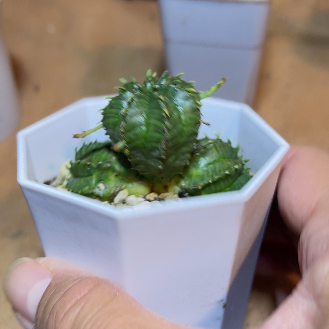 法利达大群一物一拍
