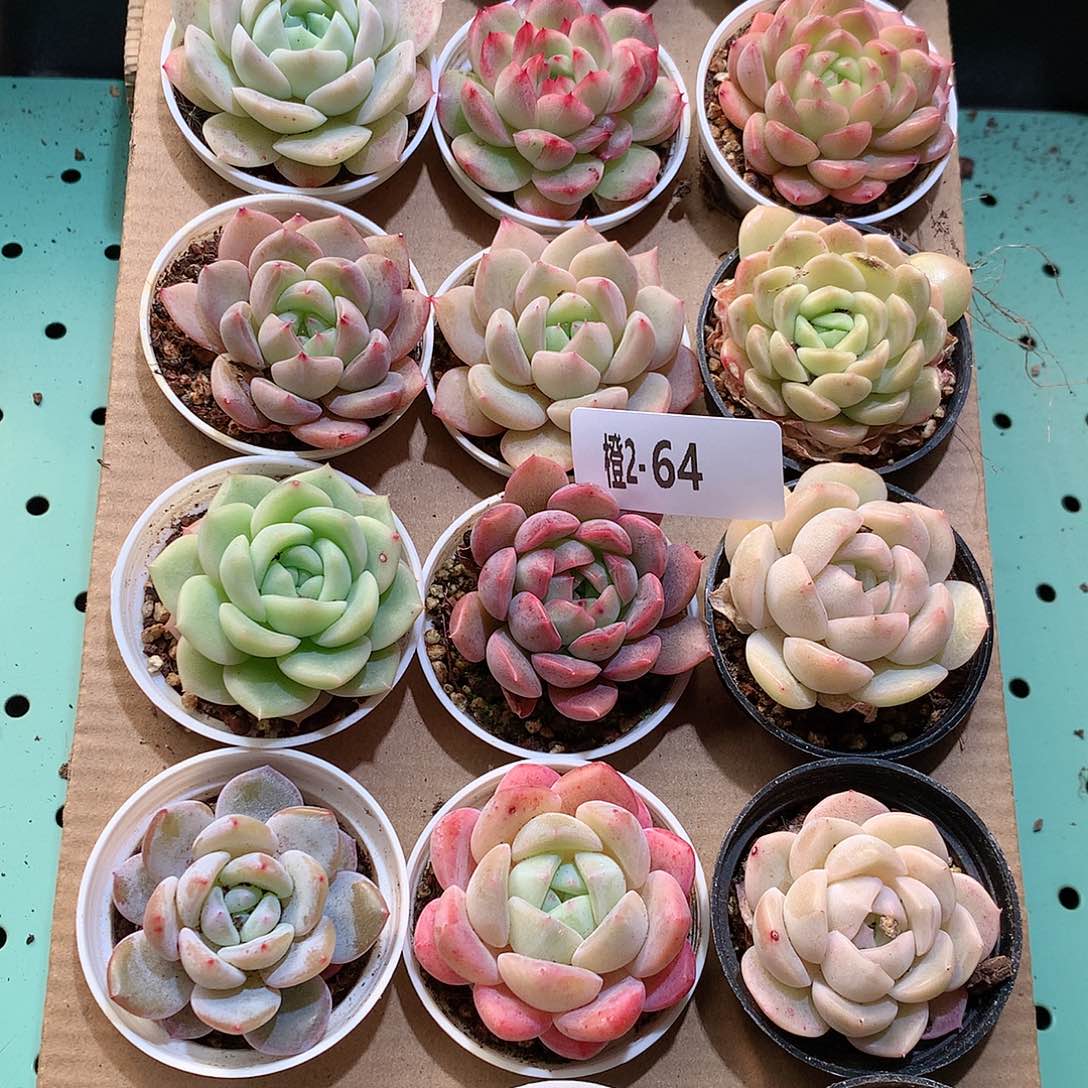 2-64一物一拍带盆18颗