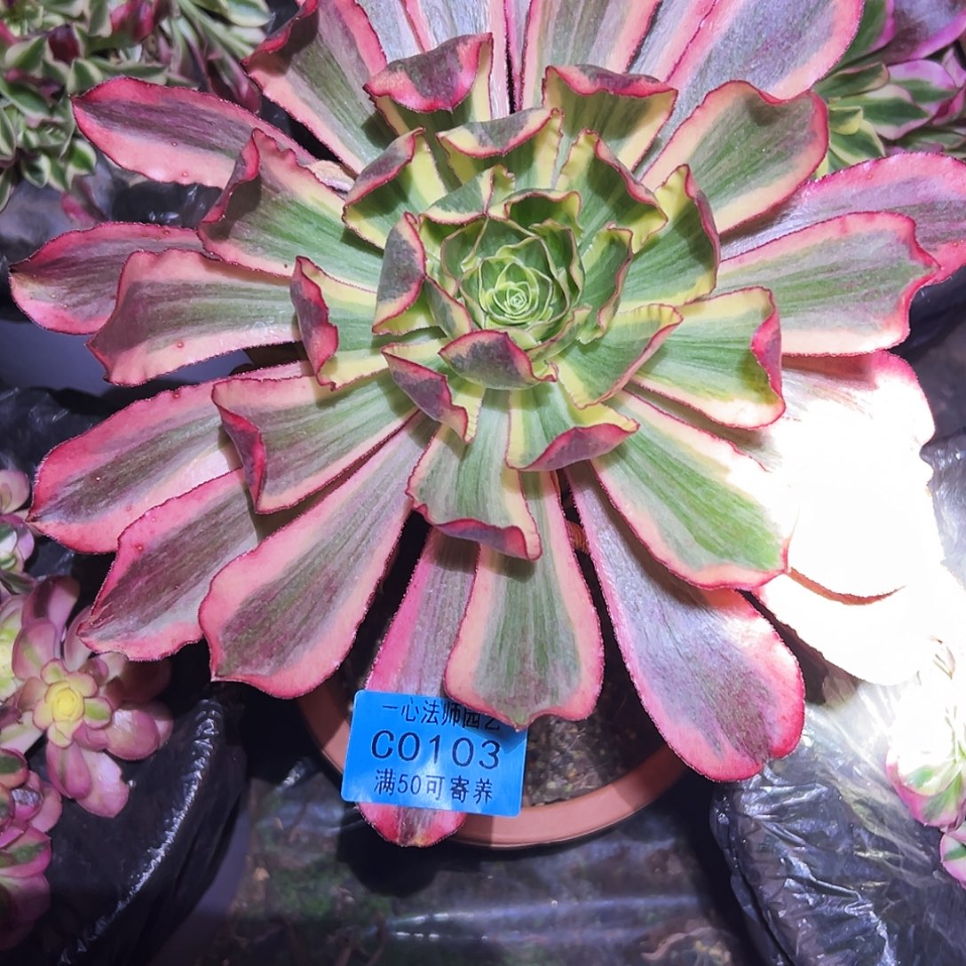 阿***呀103多肉植物、多肉