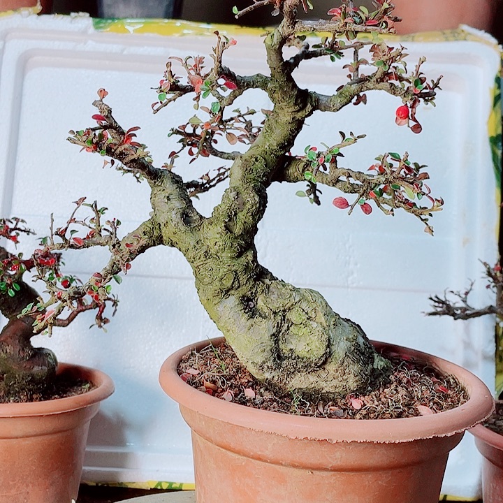 无***神云南红花荀子落叶