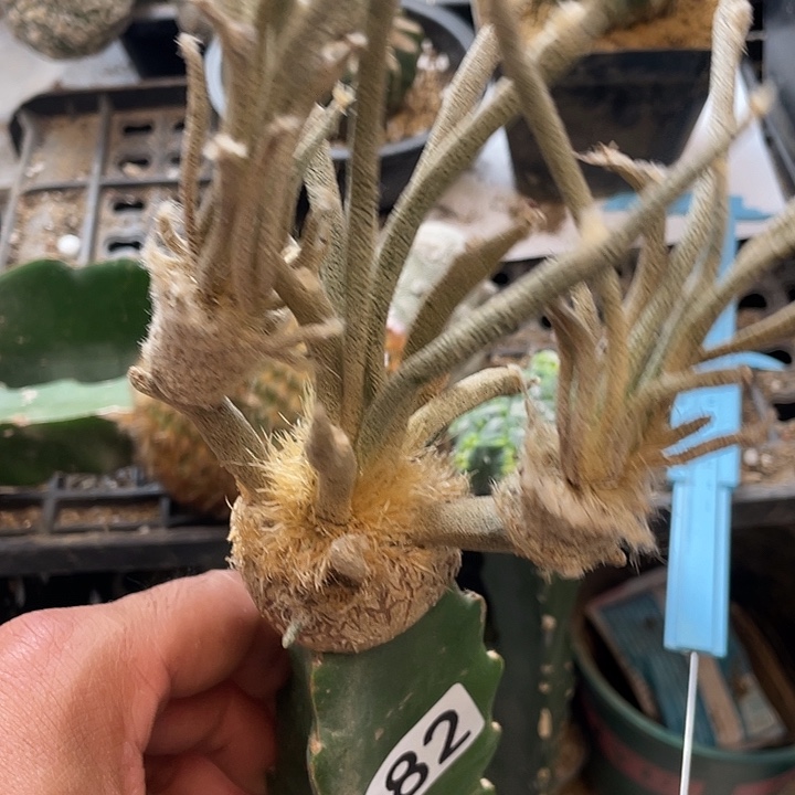 仙人球美杜莎282号