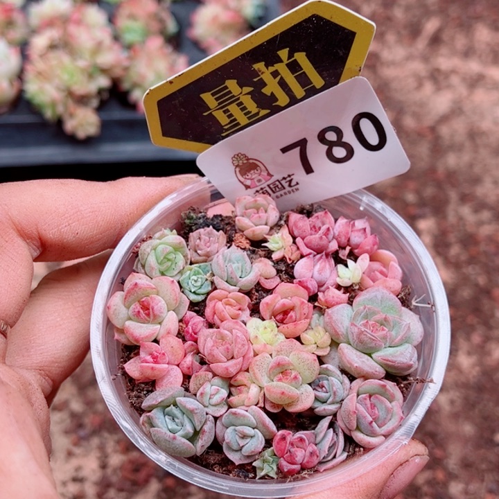 多肉植物多肉植物