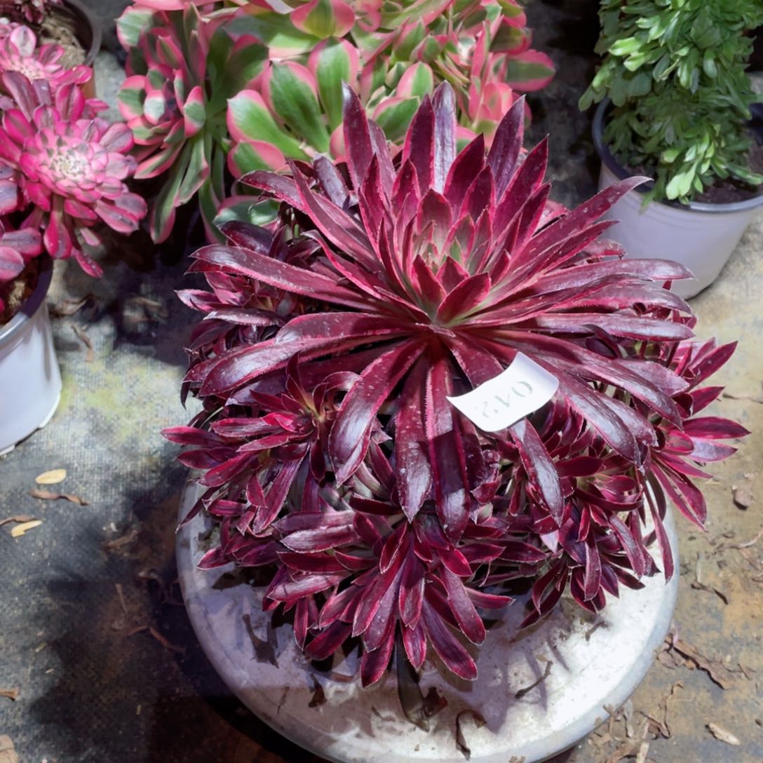 多肉植物孔雀锦042