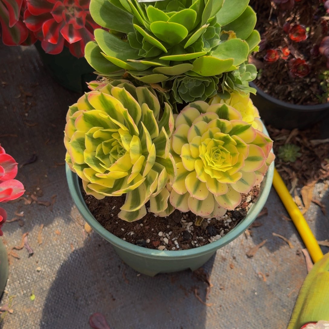 小***猪965多肉植物法师号