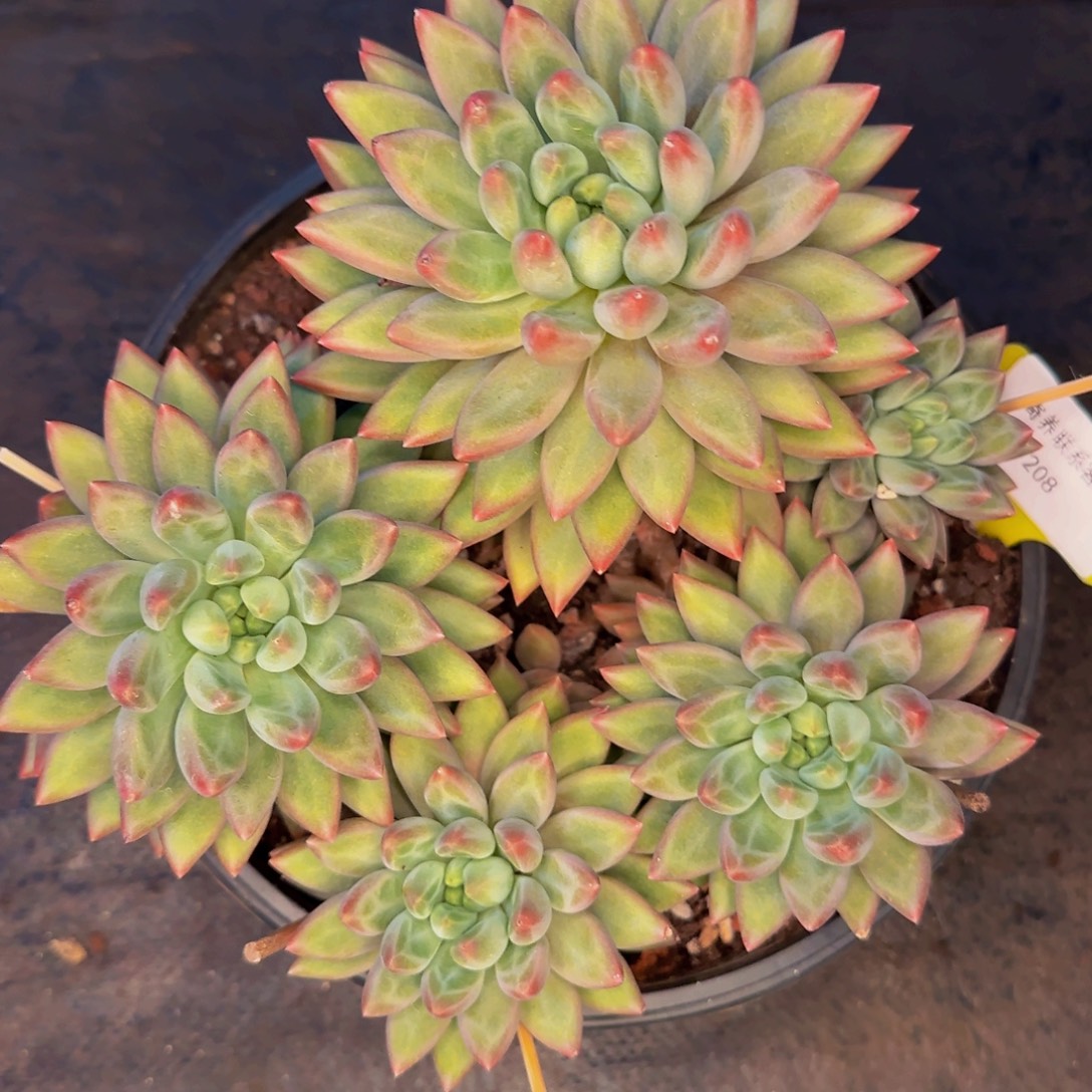 小***歌哦哦哦哦哦哦哦哦哦哦来咯呃