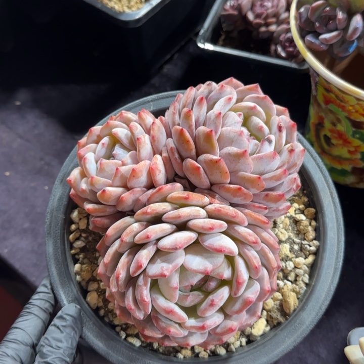 16厘米左右一物一拍的