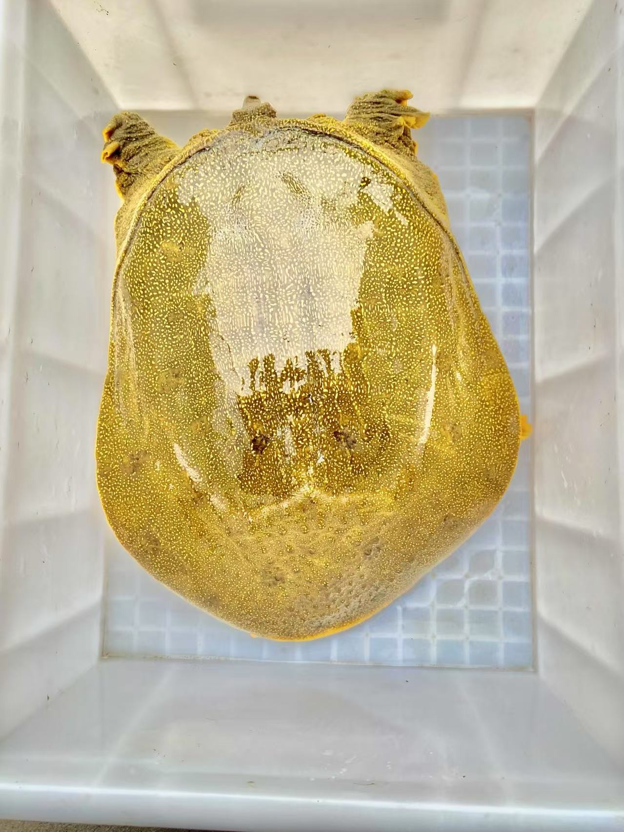 外塘生态散养鲜活青黄背公甲鱼水鱼水老鳖