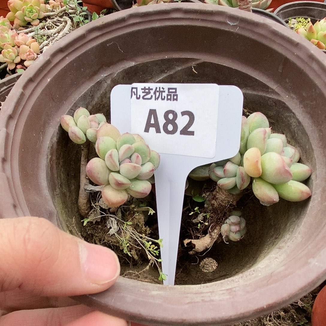 一物一拍A82满9.9包邮